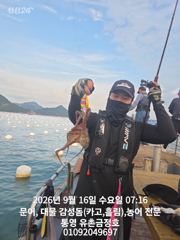 통영 금정호 오전문어 시작부터 손맛 재미납니다 내일 자리여유있습니다