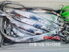 ((해림1호))내만권 겟바위야간 갈치 조항