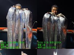 (14석통영명륜3호)은빛갈치들 조황 쿨러구경하세요 밤새도록 고생하셨습니다(계속예약가능)