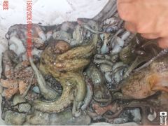 <<돌문어 매일매일 세자리수~~계속되는호조황-내일예약가능>>