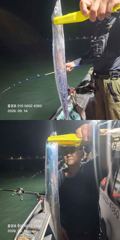 <내만갈치>선비 이벤트! 장원250여수 초보도 100수이상 굿굿