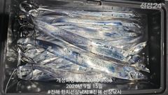 은빛 텐빈 내만갈치 느나느나 조황 오늘 무조건 출항 자리여유많음