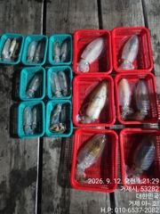 1   [거제] 내만(무늬오징어) 팀런에 두자리수 뽑아냅니다~야호(오늘밤 예약) 1