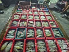 무늬오징어 팁런 바글 바글 하네요. 15분 250개 오늘 무조건 출항