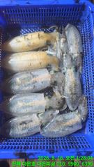 [진해] 무늬오징어 팁런 마리수 사이즈업 오늘자리여유