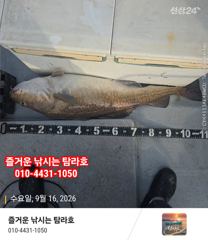 임원항 탐라호 왕대구 조황 입니다