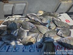 [부산] 부산 가덕 마스터호 감시 조황