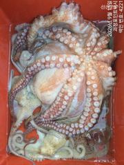 ~~*16일돌문어 개인별최고24,22,20,17,17,16,15,마리수!!(낼예약가능)*~~