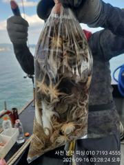 [사천] 쭈꾸미!3자리수 오버~내일은 갑오징어 갑니다.