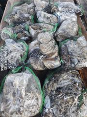 [무창포아파치호] 9월16일(수), 사릿 물때에도 장원 200수 육박, 갑오징어와 쭈꾸미들로 빵빵한 조황~ 추석 당일(25일,금)도 3자리여유~ 예약문의는 010-8422-0866~