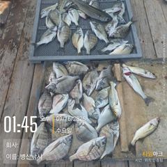 병산 감성돔38외 마리수 농어 숭어 마리수 선상배및 선외기흘림조황~~