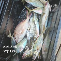 [거제] 거제 ( 어구 일성호 ) 감성돔 참돔 전갱이 ! 전마선 …