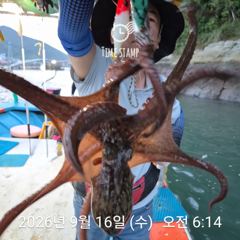 [사천] 문어 장원 32마리!