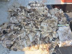16일, 군산쭈꾸미~오늘 잘 나오네요~~9분 망탱이 굿조황~군산낚시프라자 그랜드호