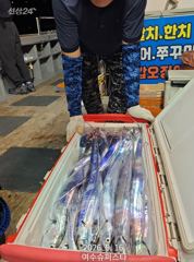 [여수,광양] 여수슈퍼스타 대갈치 3연속대박조황 ~~~