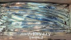 내만갈치 바글바글!! 텐빈,루어에 손맛 찐~하게 보고!!(토,일 예약가능)
