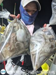 [사천] 내일부터 야간문어 출동합니다