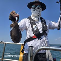 9월16일 쭈꾸미 조황입니다~~
