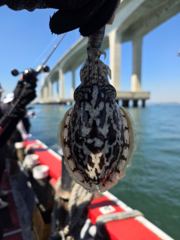 [시간낚시] 9월16일 인천배낚시 덕적호 쭈갑 조황사진 1부