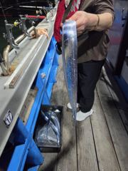 9월16일 내만권 야간 갈치 조황입니다!!