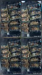 칠성호 돌문어 제법 잡았습니다 ~~