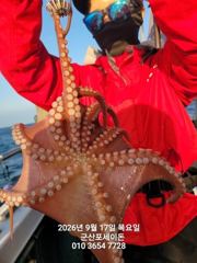 17일, 군산 주간문어~잘나오고 있어요~실시간~덩치급 문어들~~내일도 갑니다~군산 포세이돈호