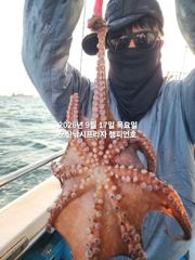 17일, 어제 대박에 이어, 덩치급 문어가 낚이기 시작합니다~실시간~내일도 갑니다~군산 챔피언호