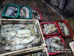 (무늬오징어)내만권 무시 고구마~장원 20여수 대동낚시(오늘 예약)
