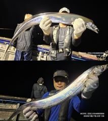 [ 진도보디가드호 ] ==>심선장 ==> 왕갈치 조황입니다. << 9/18(금), 19(토), 20(일) 쭉~~~~ 자리여유 많이 있습니다. >>