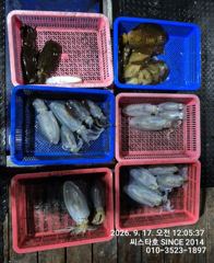 (씨스타호) 절반 이상 선실행… 악조건 속 무늬오징어