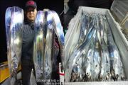 [뉴-한사리호]18일철수 갈치조황입니다