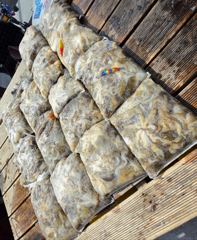 9/17일 자연호 오전 쭈꾸미 사이즈, 마릿수 굿~ 조황(17일)