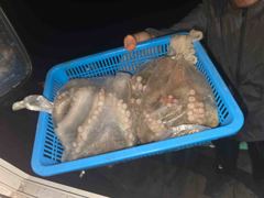 [포항] 돌문어 9/16 실시간 쿵쾅쾅