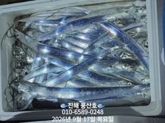 (풍산)내만갈치 폭풍 입질! 느나느나 피딩 !(오늘,예약가능합니다)