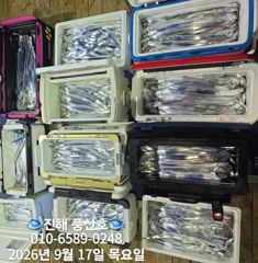 [진해] (풍산)내만갈치 폭풍 입질! 느나느나 피딩 !(오늘,예약가능합니…