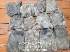 ★★ 9/17 [군산 대일피싱] 마루호 쭈꾸미 조황입니다. 다음주 평일 자리있습니다.