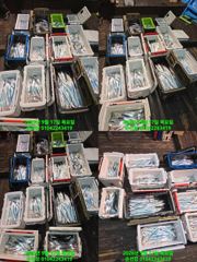 우와 내만갈치 여기저기 막올라오고 은빛물결 완성 매일출조 예약가능