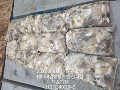 군산 대호피싱 쭈꾸미 대박치고 입항 했습니다 10분 모두 망탱이 빵팡하게 잡았네요