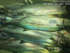 거제 뉴 진성호 야간 외줄 칼치 출조 안내입니다