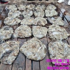 <레인보우호> 쭈꾸미 종일 "망탱이 조황"(17일)-조사님들 즐낚하고 입항했습니다.