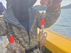 삼천포 뉴펄스호 쭈꾸미 대박