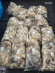 17일 끝날 때까지 끝난 게 아니었던 오늘 군산쭈꾸미 조황 -군산새만금낚시 이배다호-