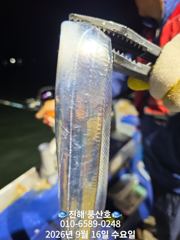 (풍산)내만갈치 폭풍 입질! 느나느나 피딩 !(예약가능합니다)