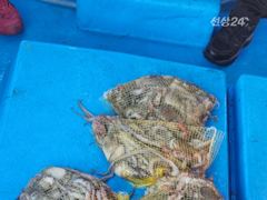 [사천] 삼천포 돌문어 토~일 자리여유 있습니다