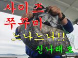 신나래호) 사이즈 쭈꾸미 종일 느나느나!! 최고입니다~