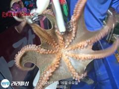 (야간문어) 금요일.쭉욱 예약가능 문어잡으러가즈아~