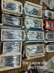 17일새벽 내만갈치 초~대박 계속 이어져~ 느나느나~!!일요일부터 예약가능