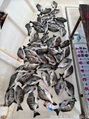 진동(행운호)감성돔 마릿수 오늘 조황(50수)