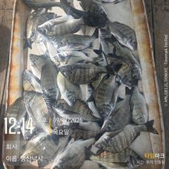 [고성] 병산 9/17 감성돔 마리수 선외기 흘림조황~~