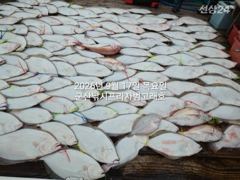 9월17일,"대광어"난리부르스~연일 초대박, 참돔은 보너스~조기철수~내일도 갑니다~ 군산낚시프라자 범고래호